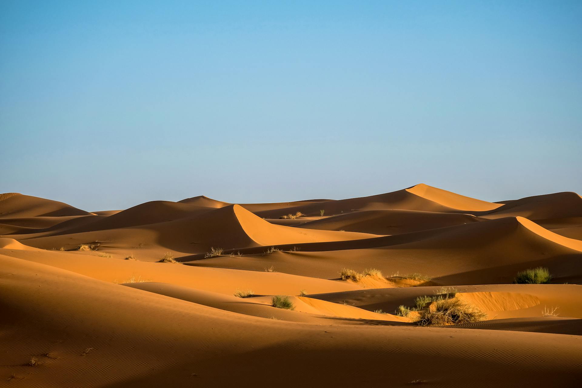 Dunes dorées du désert